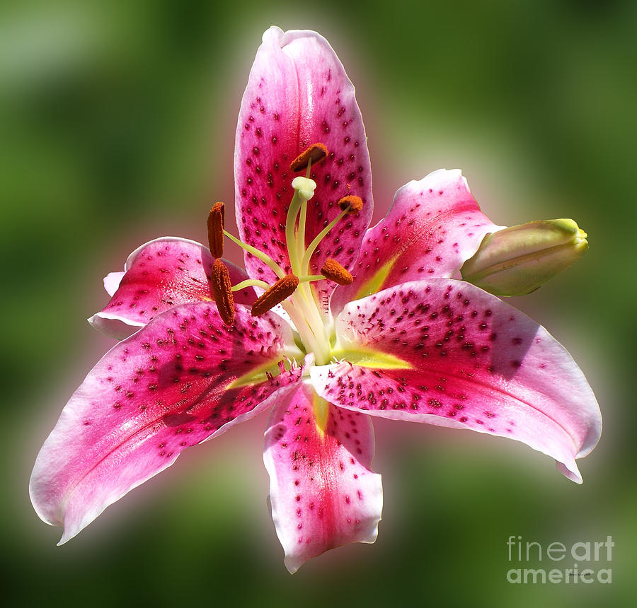 A Lilly For You Photograph by Thomas Woolworth - Fine Art America