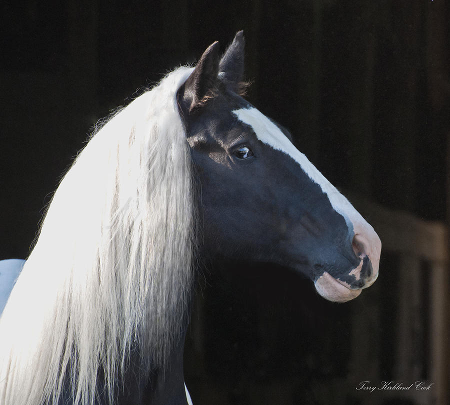 A Lovely Horse #2 Photograph by Terry Kirkland Cook