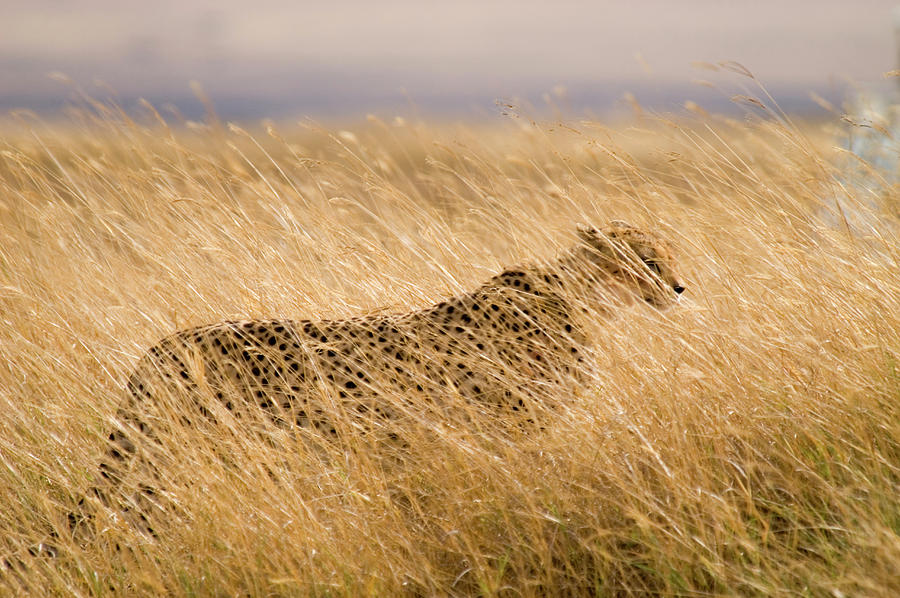 Animal Photograph - A Male Cheetah Acinonyx Jubatus #2 by Jake Norton