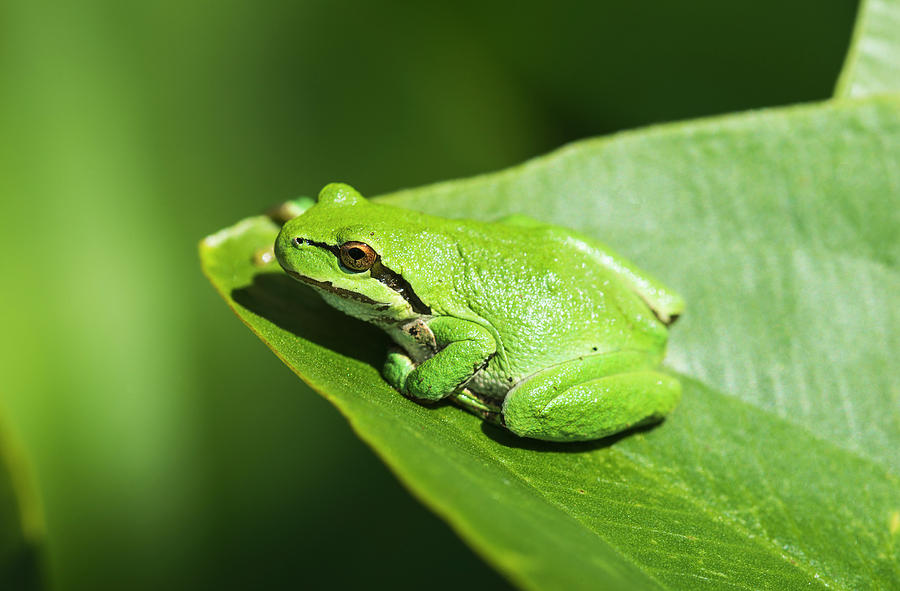 A Pacific Tree Frog  Pseudacris Regilla #2 Photograph by Robert L. Potts