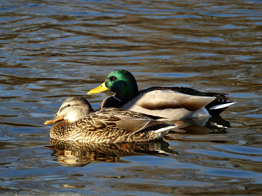 Wildlife Photograph - A Pair of Mallard Ducks #2 by Thomas Young