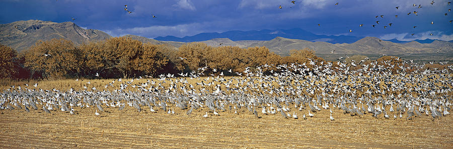 Nature Photograph - A Panoramic Of Thousands Of Migrating #2 by Panoramic Images