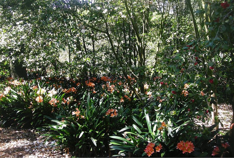A pathway of Clivias #2 Photograph by Marian Jenkins