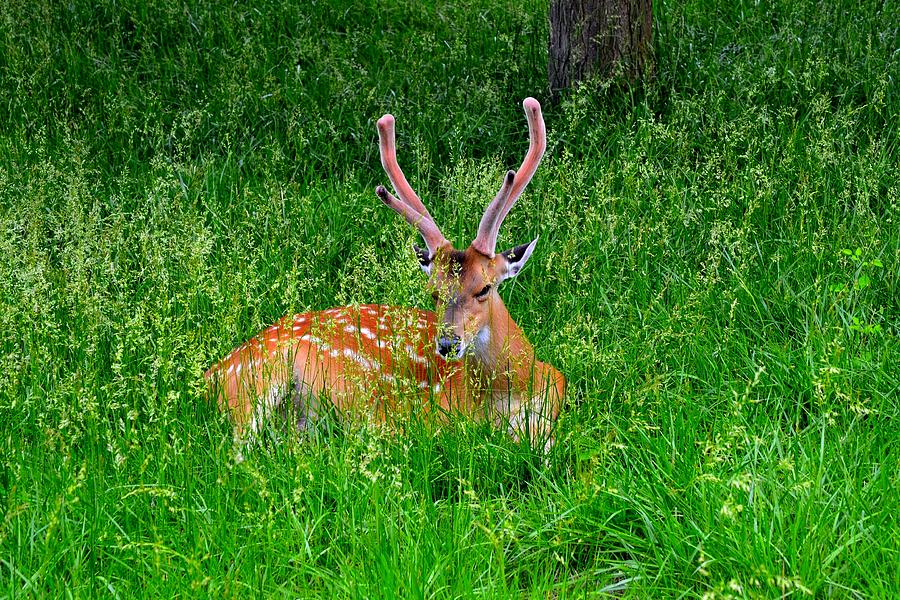 Deer Photograph - A Peaceful Place To Rest #2 by Angela Martinez