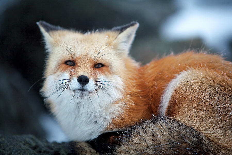 A Red Fox On The Summit Of Mt Photograph by Jose Azel - Fine Art America