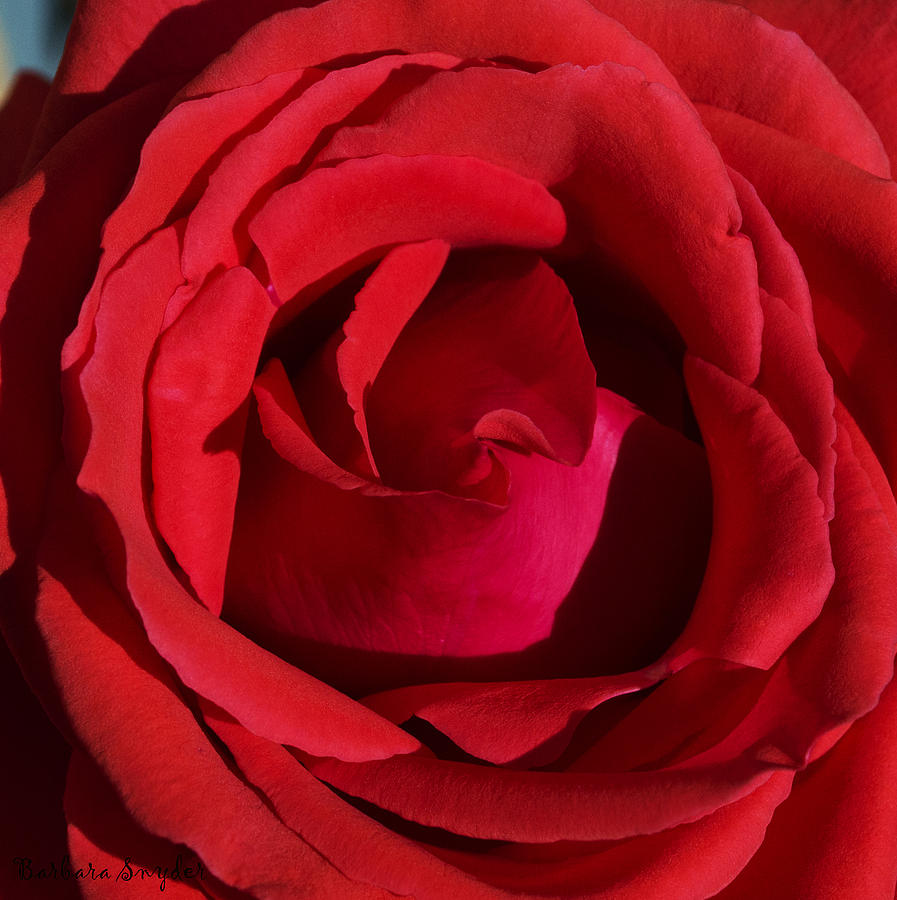 A Rose Is A Rose #2 Digital Art by Barbara Snyder