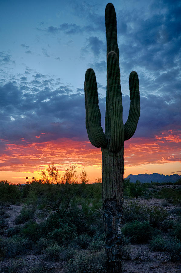 Sunset Photograph - A Saguaro Sunset  #2 by Saija Lehtonen