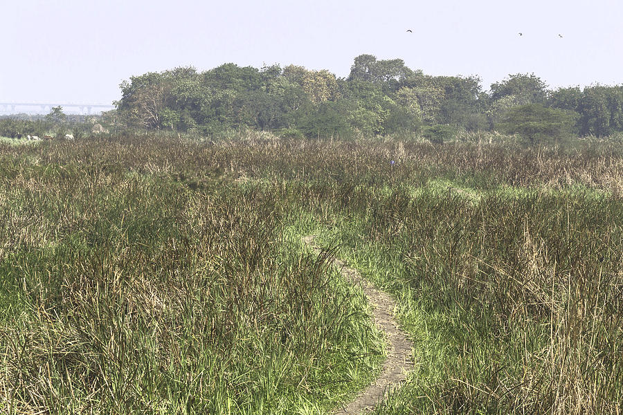 A Small Path Through Very Tall Grass Inside The Okhla Bird Sanctuary Digital Art By Ashish Agarwal