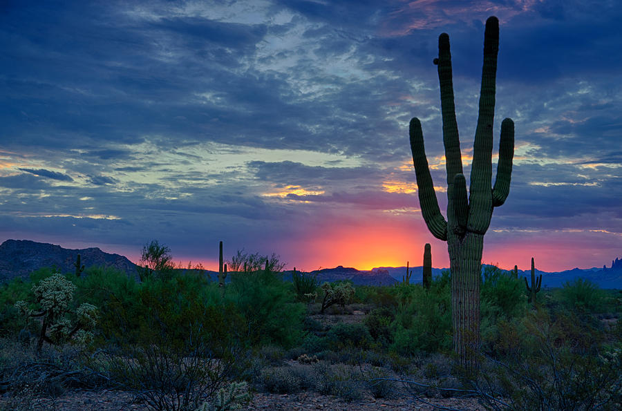 A Sonoran Desert Morning Photograph by Saija Lehtonen