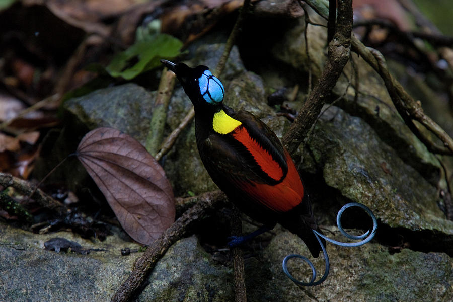 A Wilsons Bird Of Paradise Adult Male Photograph By Tim Laman