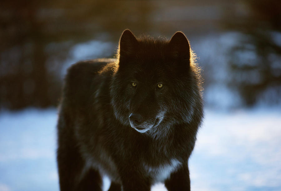 A Wolf Canis Lupus Dog Near Canmore #2 Photograph by Todd Korol - Pixels