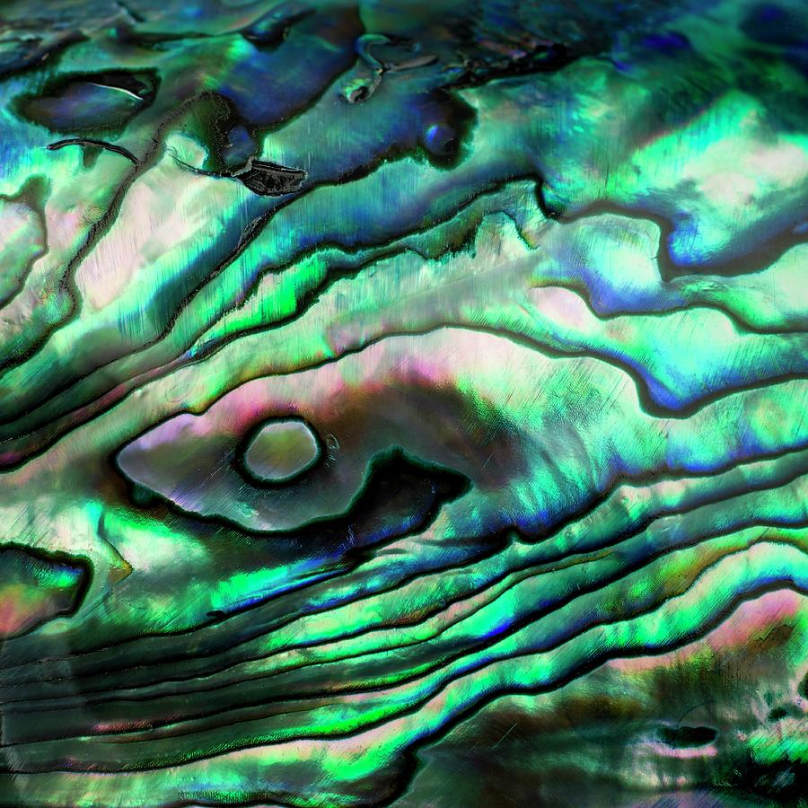Abalone Shell #2 Photograph by Science Photo Library