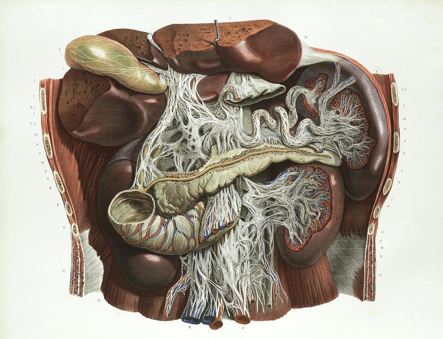 Abdominal Anatomy Abdominal Anatomy Medical Illustration Medivisuals