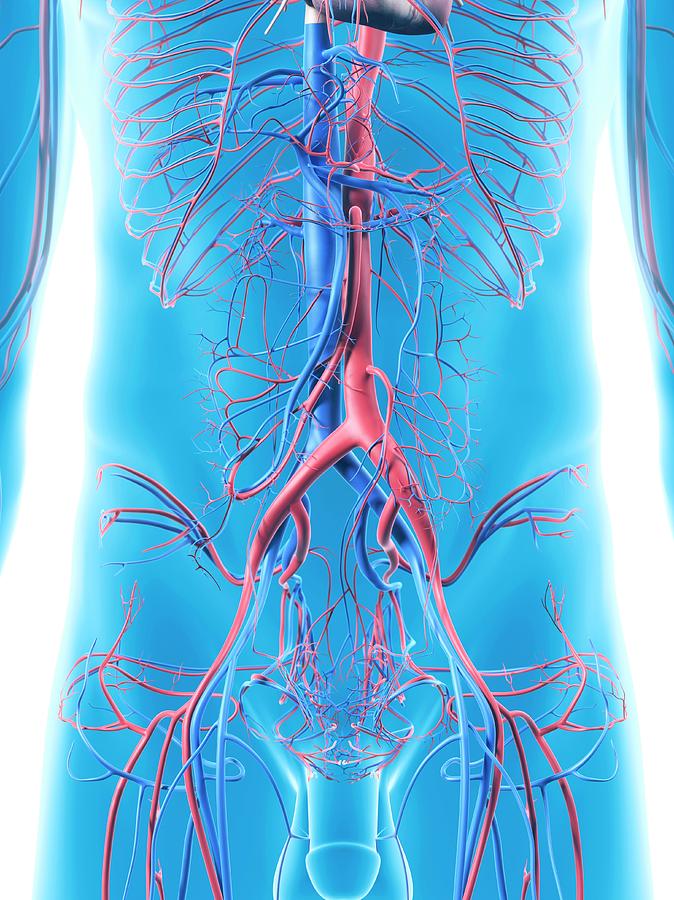 Abdominal Blood Vessels Photograph By Sciepro - Pixels