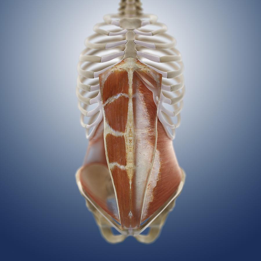 Abdominal muscles, artwork Photograph by Science Photo Library - Fine ...