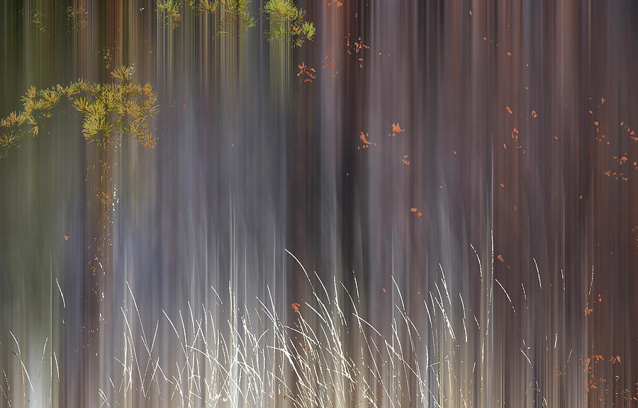 Abstract Trees With Motion Blur #2 Painting by Ron Harris