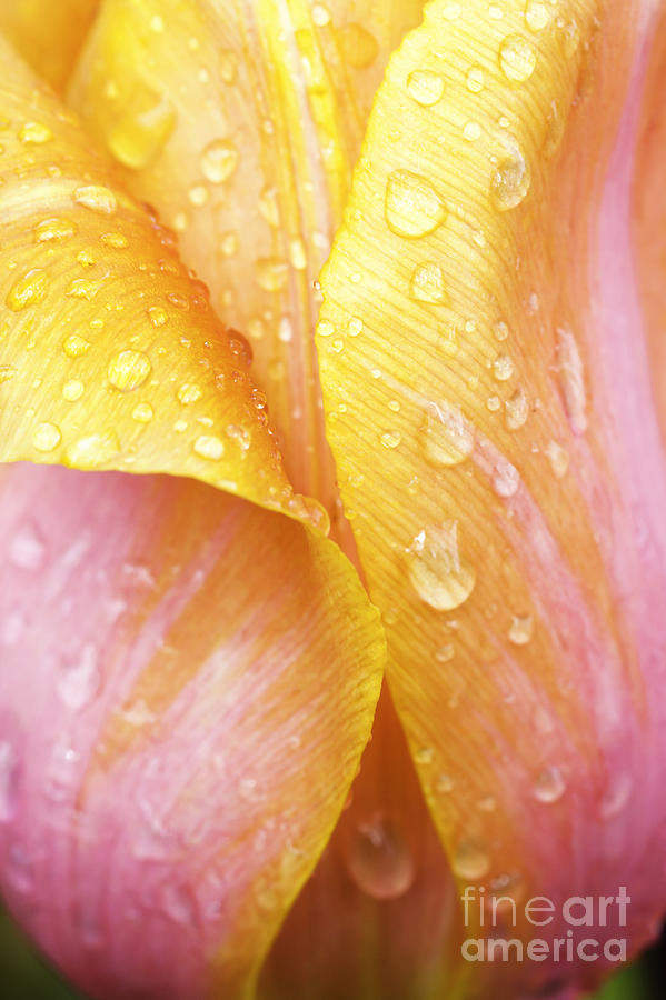 Abstract Tulip #2 Photograph by Patty Colabuono