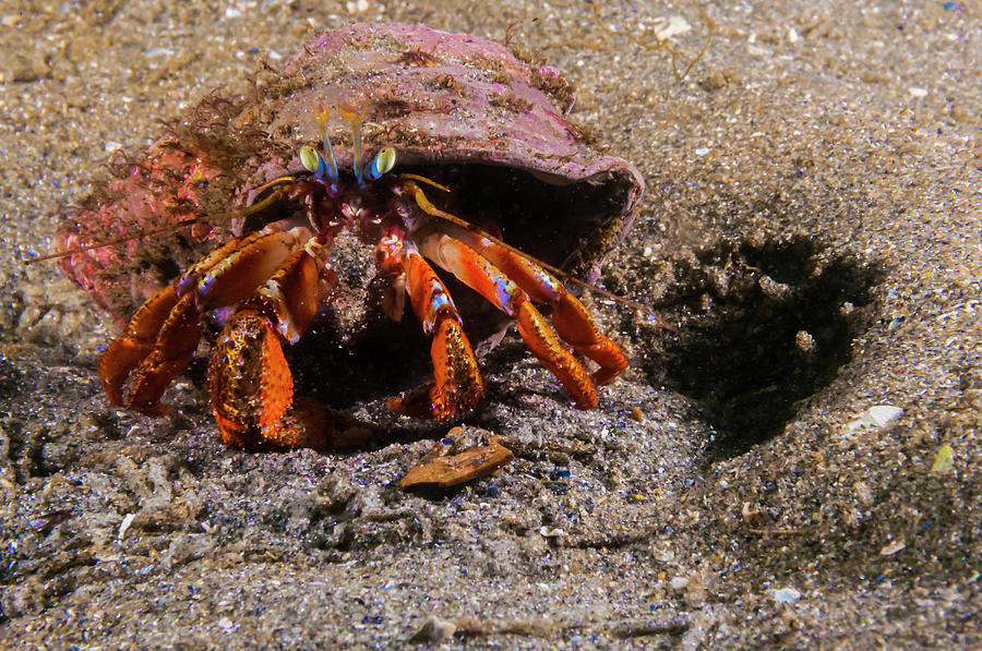 Acadian Hermit Crabs Crawling #2 Photograph by Jennifor Idol