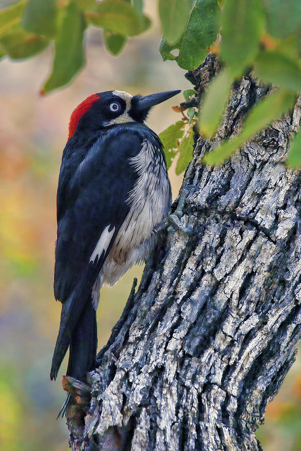 Acorn Woodpecker #2 Photograph by Gregory Scott