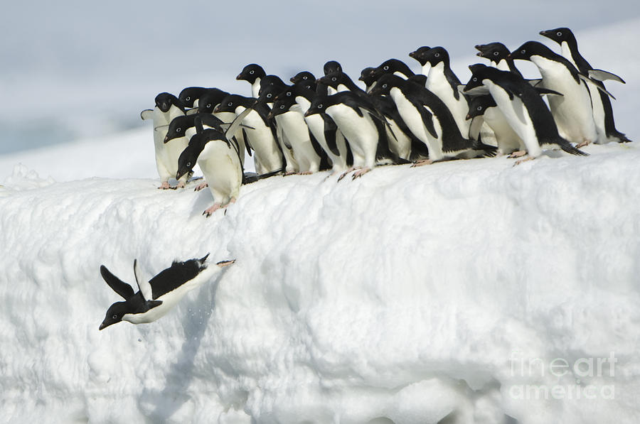 Penguin Photograph - Adelie Penguin Leaping Into Ocean #4 by John Shaw