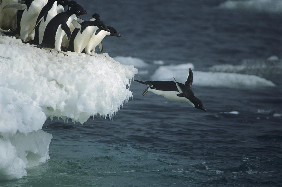 Adelie Penguins Leaping Off Ice Ross #2 Photograph by Tui De Roy