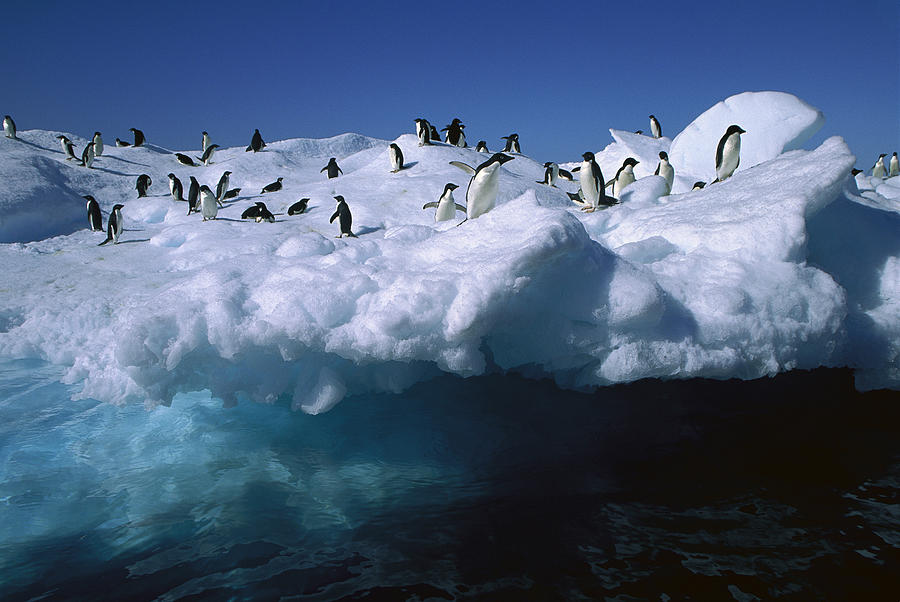 Adelie Penguins On Iceberg Antarctica #2 Photograph by Colin Monteath