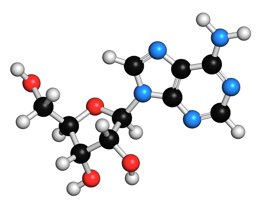 Adenosine Purine Nucleoside Molecule Photograph by Molekuul