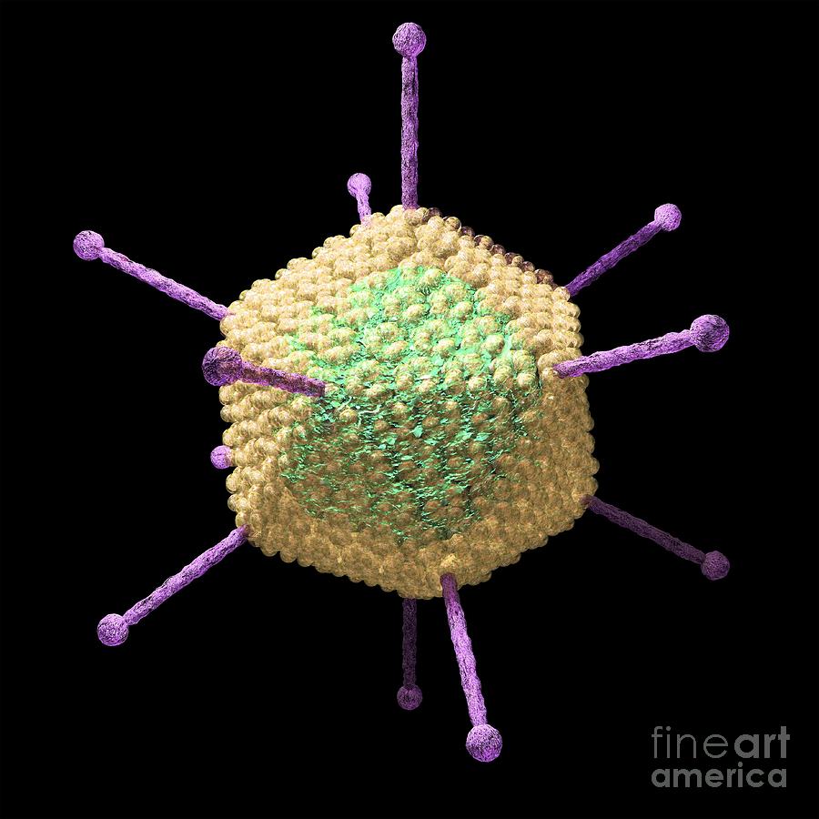 Adenovirus Artwork Photograph By Russell Kightley Fine Art America