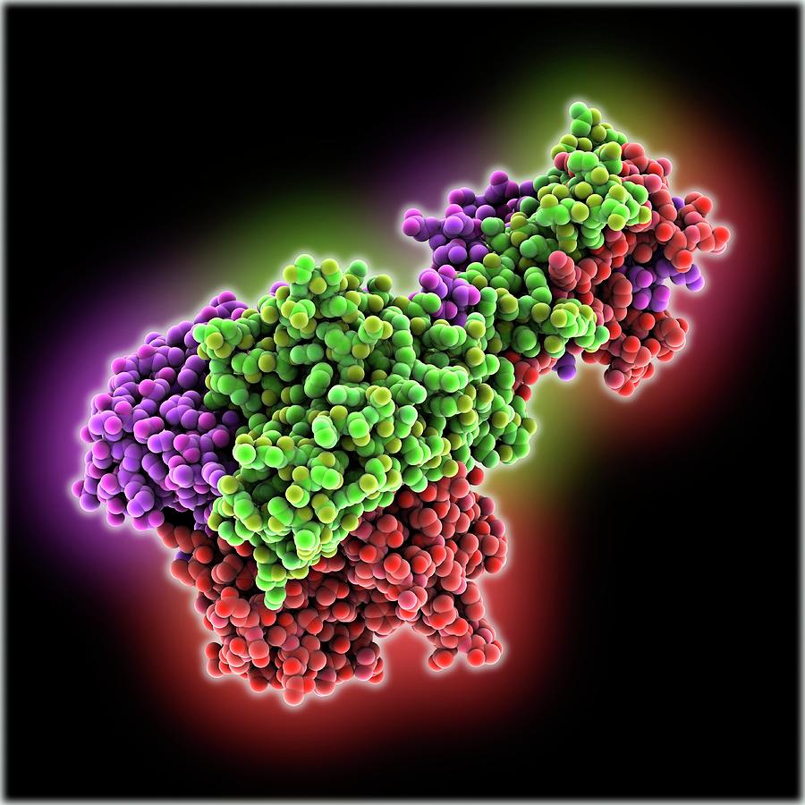 Adenovirus Fibre Shaft Protein #2 Photograph by Laguna Design