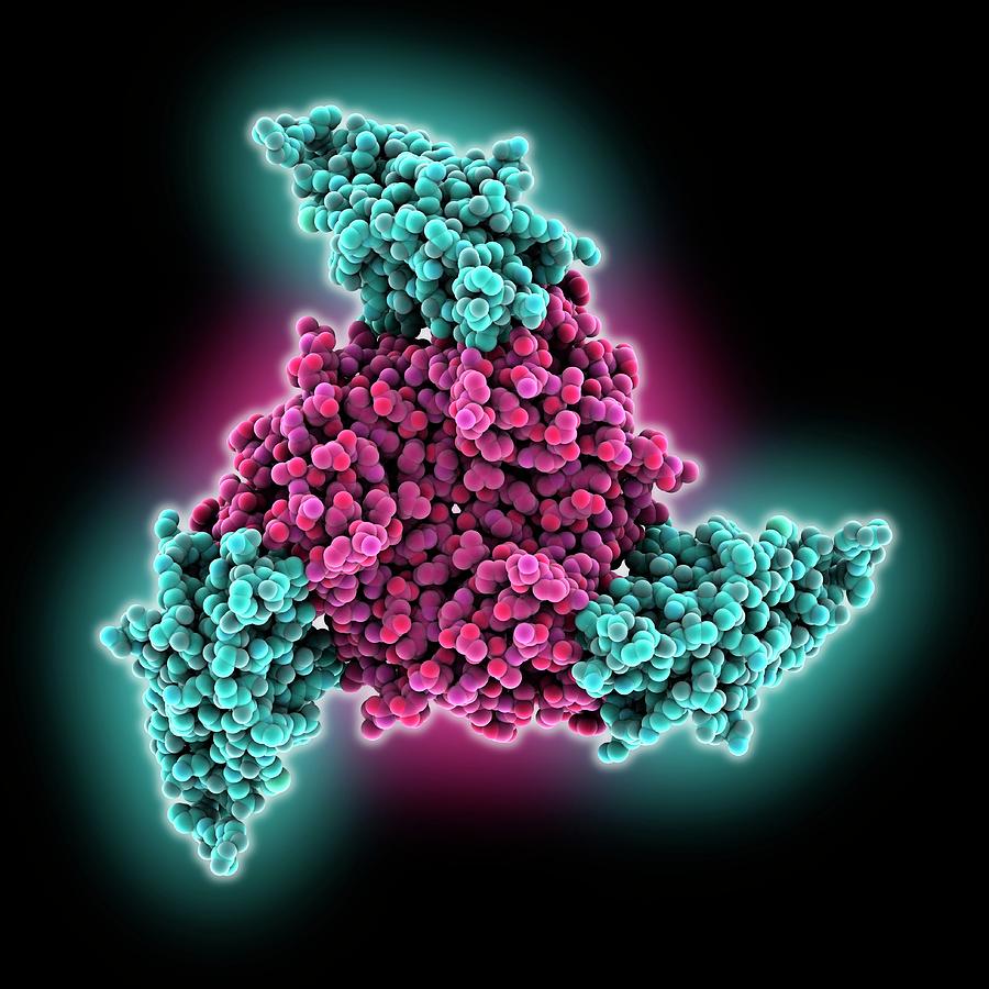 Adenovirus Host Cell Receptor Molecule #2 Photograph by Laguna Design
