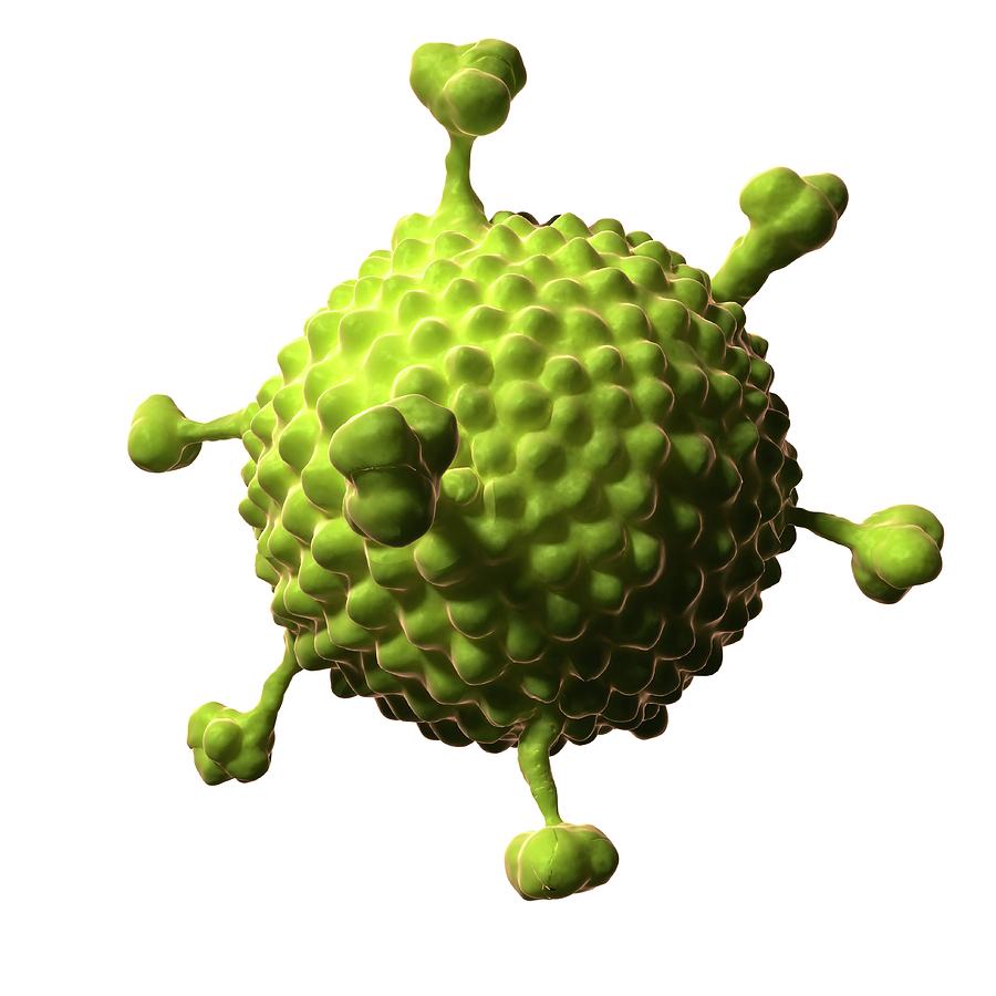 Adenovirus #2 Photograph by Sciepro/science Photo Library
