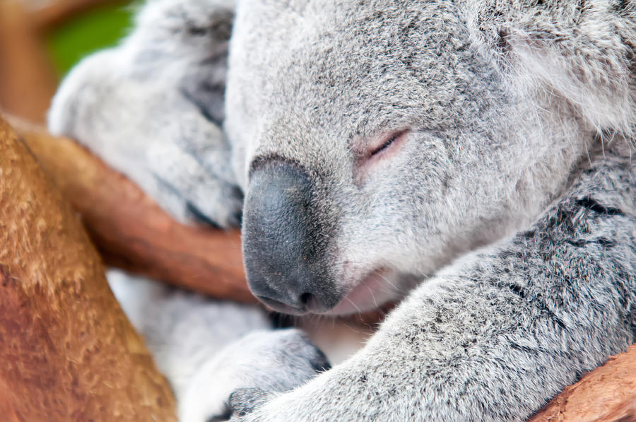 Adorable Koala Bear Taking A Nap Sleeping On A Tree #2 Photograph by Alex Grichenko