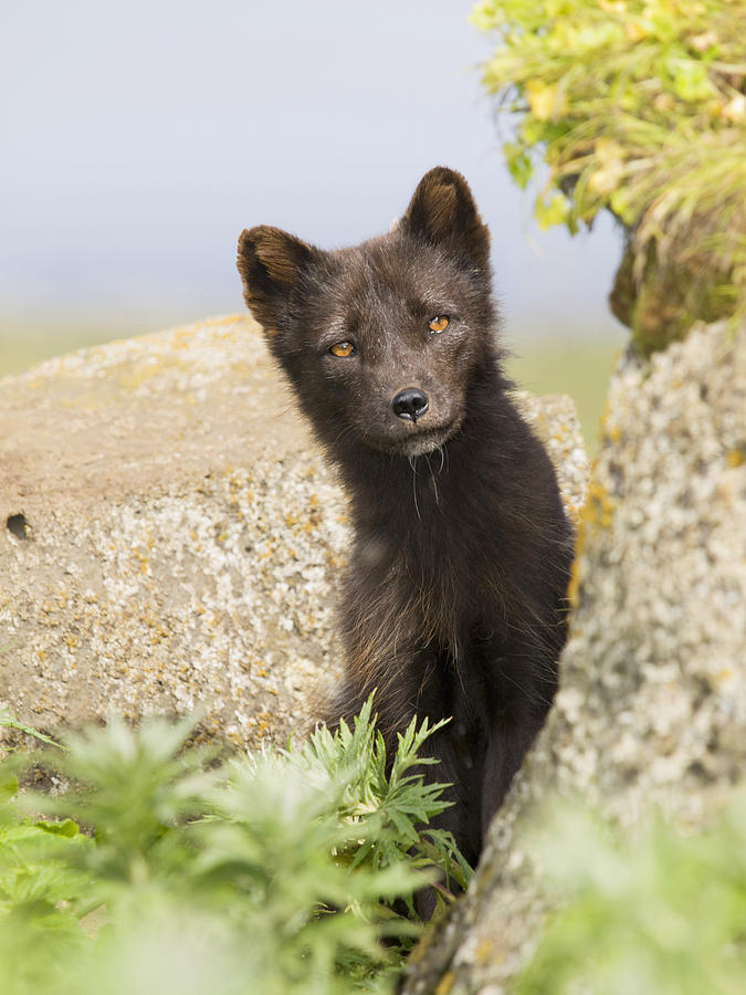 frolicat fox den