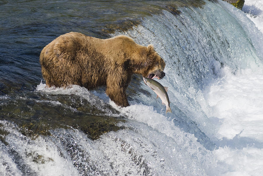 Adult Brown Bear Fishing For Salmon Photograph by Kenneth Whitten ...