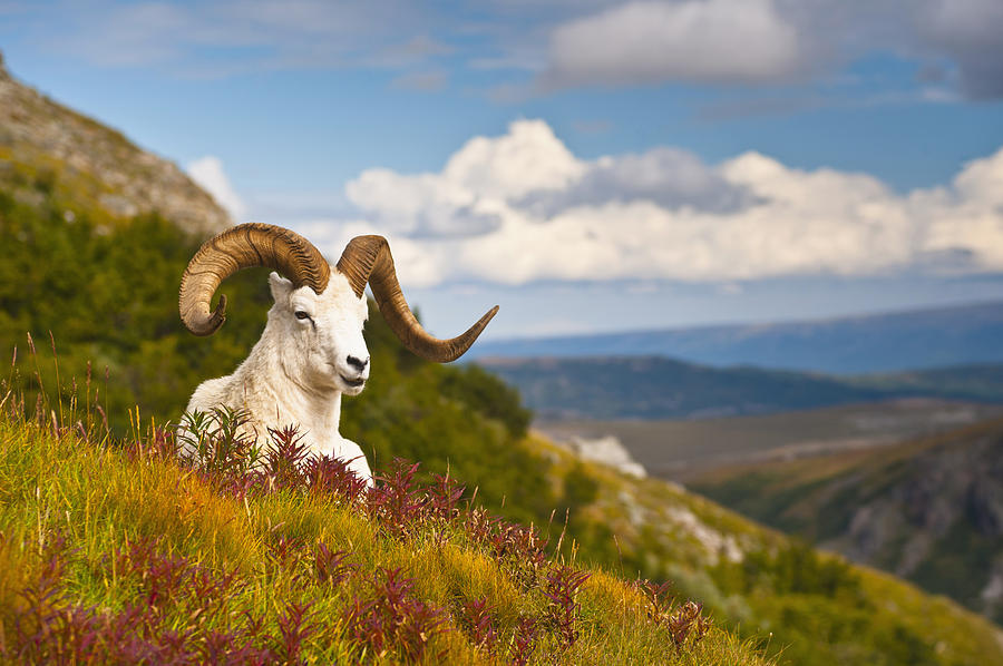 Adult Dall Sheep Ram Resting #2 Photograph by Michael Jones