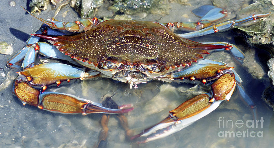 Nature Photograph - Adult Male Blue Crab #2 by Millard H. Sharp