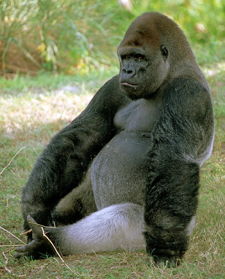 Pillow of Lowland gorilla adult male silverback in zoo, USA