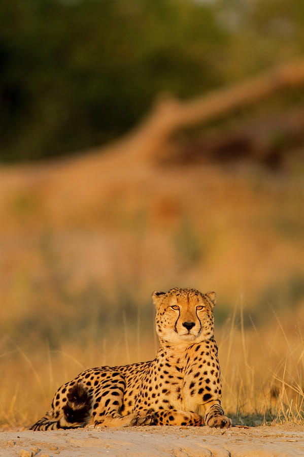 Africa, Botswana, Moremi Game Reserve #2 Photograph by Paul Souders