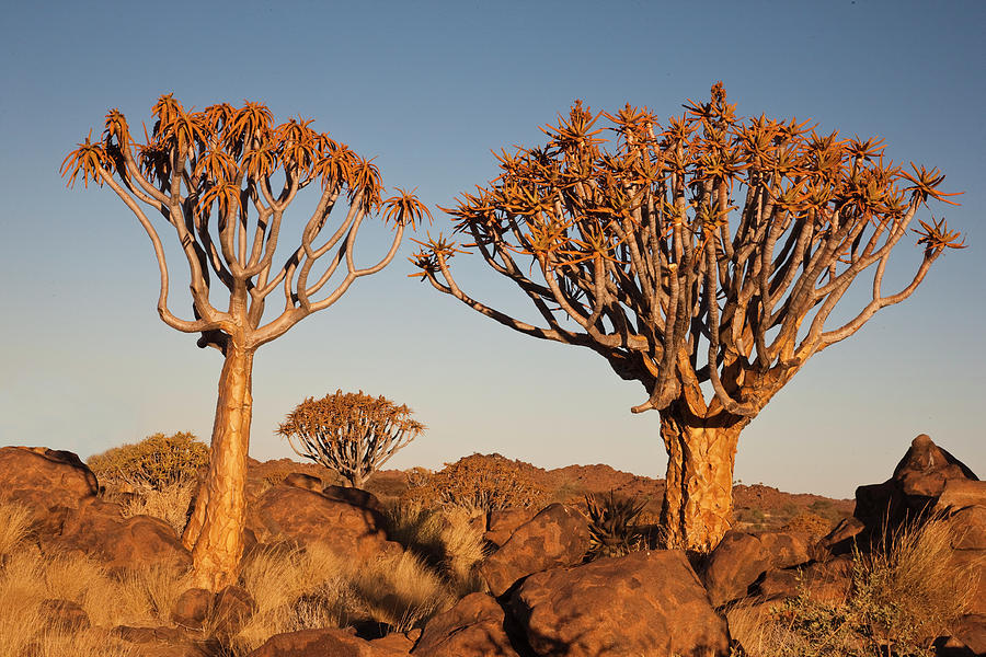 Nature Photograph - Africa, Namibia, Keetmanshoop, Quiver #2 by Ellen Goff