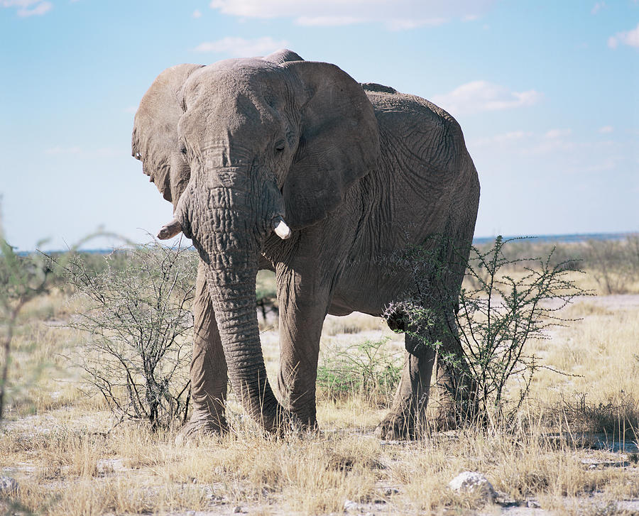 African Bush Elephant Photograph By Sinclair Stammersscience Photo