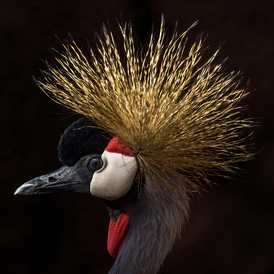 Bird Photograph - African Crowned Crane #2 by Ernest Echols