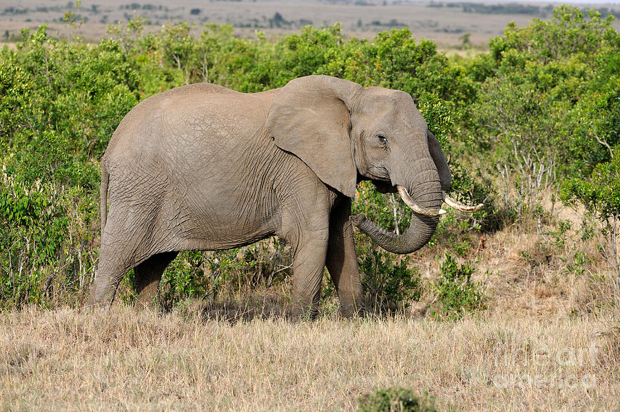 African Elephant Bull Photograph by Ingo Schulz - Fine Art America