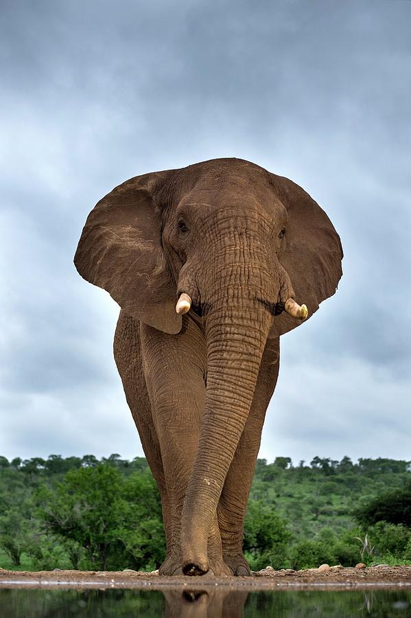 African Elephant Bull #2 Photograph by Tony Camacho/science Photo Library