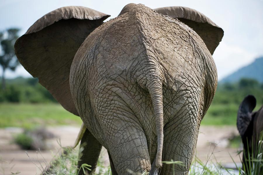 African Elephant #2 Photograph by Dr P. Marazzi/science Photo Library