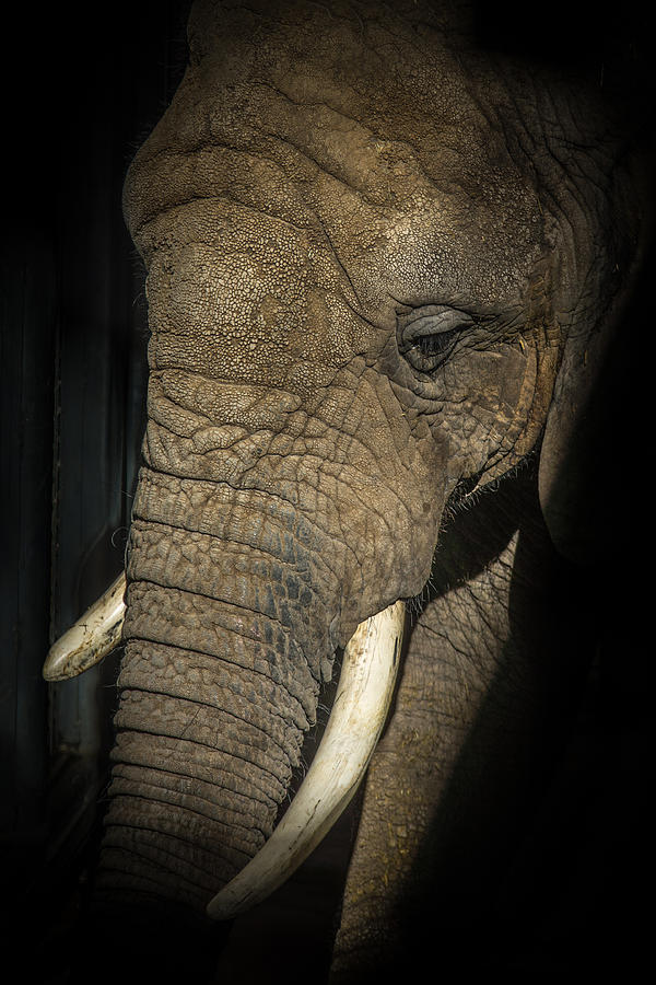 African Elephant #2 Photograph by Ernest Echols