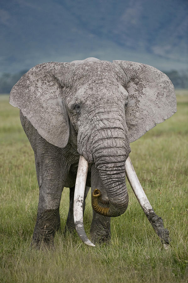 African Elephant Loxodonta Africana Photograph By Panoramic Images
