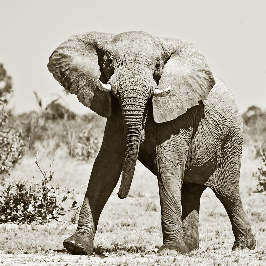African Elephant mock-charging #2 Photograph by Liz Leyden