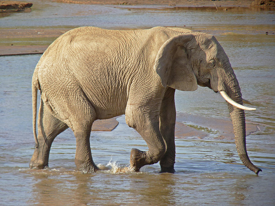 African elephant #2 Photograph by Tony Murtagh