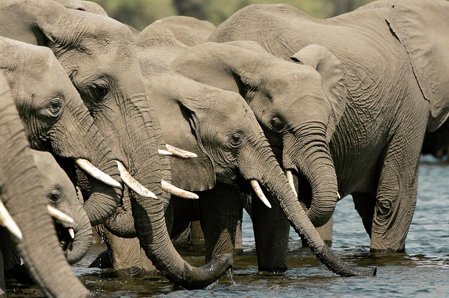 African Elephants Drinking #2 Photograph by Dr P. Marazzi/science Photo Library