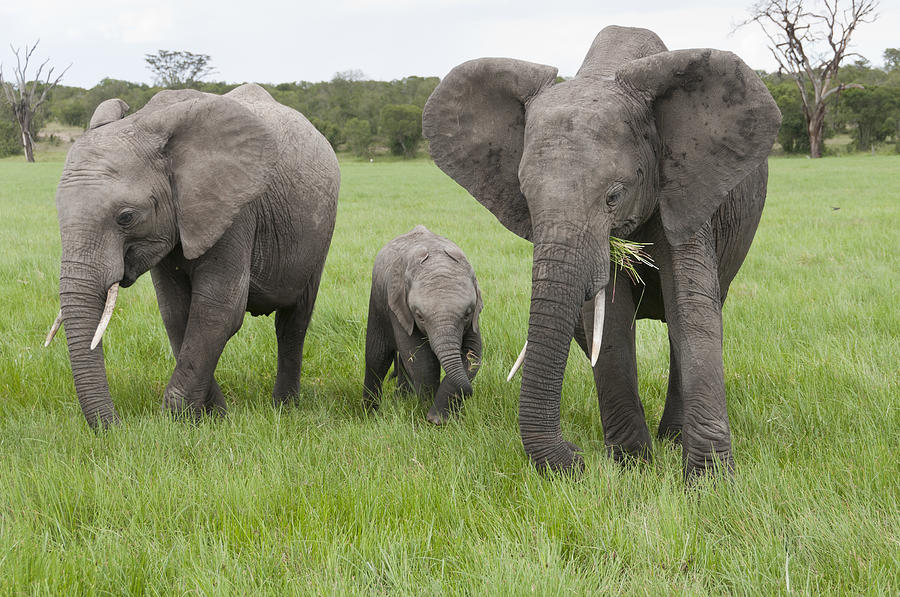 African Elephants Grazing  Kenya #2 Photograph by Tui De Roy